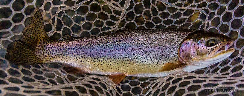 I was trying out my dedicated Euro nymphing rig, having left my regular rods half a mile back in the car. This fish and others were rising to some sparse evening hatch, and nothing would even take a passing interest in my nymphs. So I put on a more appropriate dry fly and flopped it out in ridiculous form with my nymphing line/leader. This was the first nice fish on the rod (16" rainbow) and great fun, but was it cheating to break in the new nymphing rod with a dry fly? From the Big Lost River in Idaho.