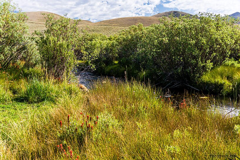  From the East Fork Big Lost River in Idaho.