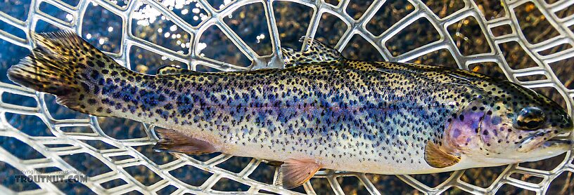  From the East Fork Big Lost River in Idaho.