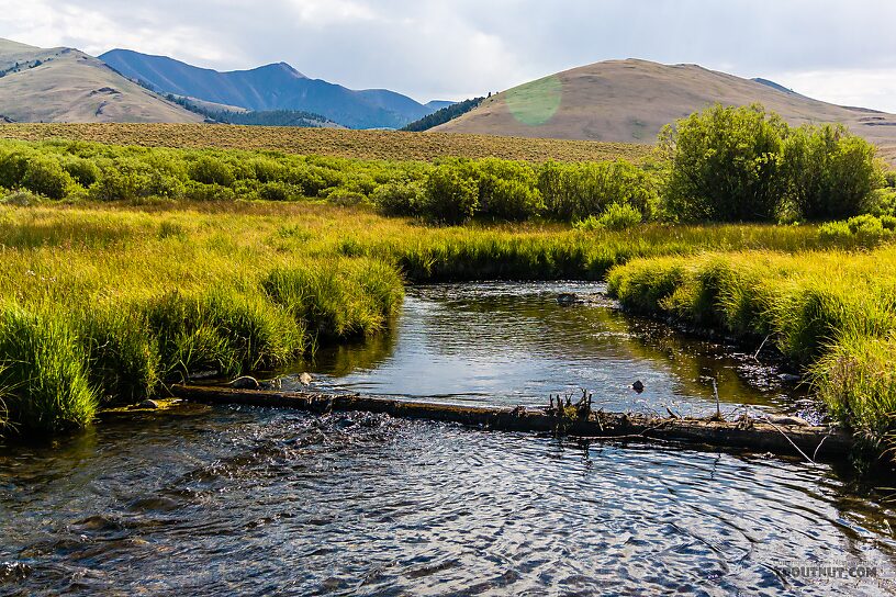  From the East Fork Big Lost River in Idaho.