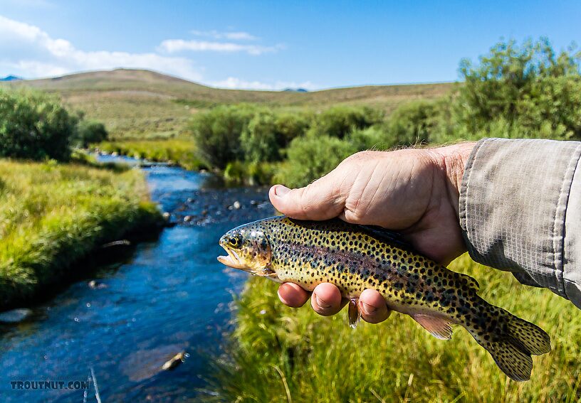 Kind of pretty for a stocker. From the East Fork Big Lost River in Idaho.