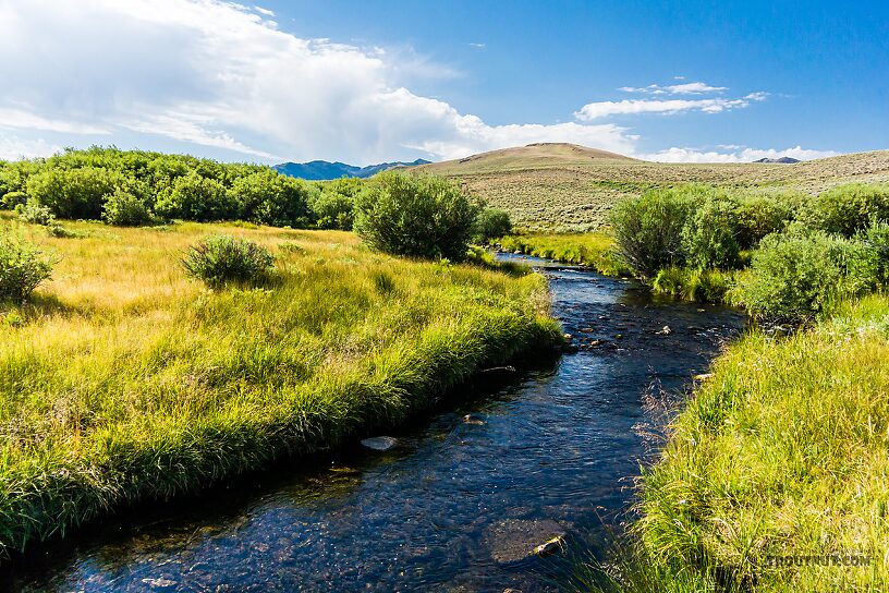  From the East Fork Big Lost River in Idaho.