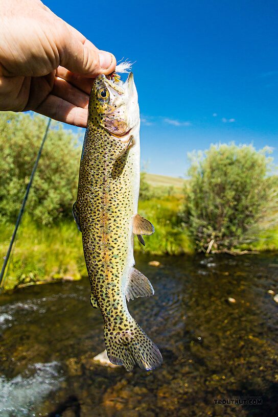  From the East Fork Big Lost River in Idaho.