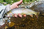 This was my first Snake River Fine-Spotted Cutthroat. It's probably a stocker, and no trout are native to this river drainage (which disappeared into aquifers in the desert, even before irrigation took the water), but it's still fun to add another subspecies to my list. From the East Fork Big Lost River in Idaho.