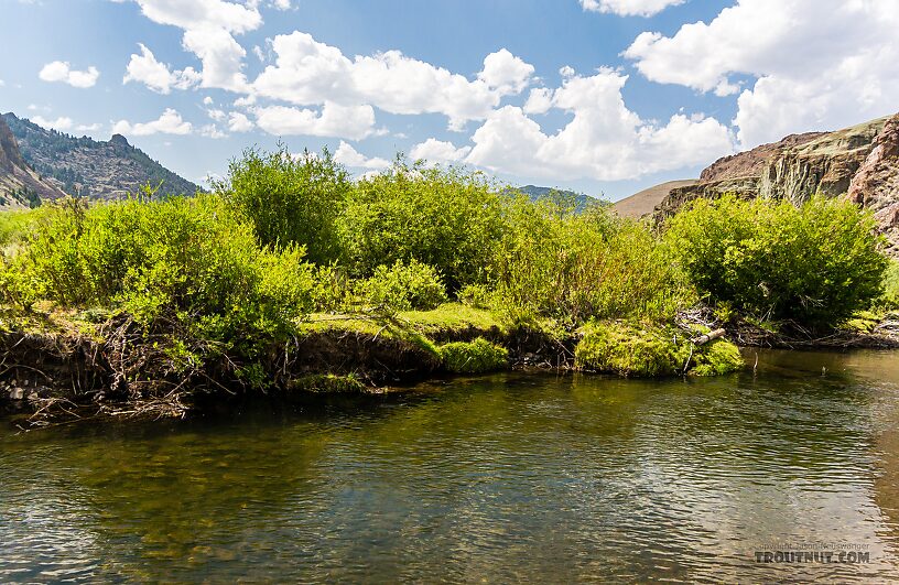  From the East Fork Big Lost River in Idaho.