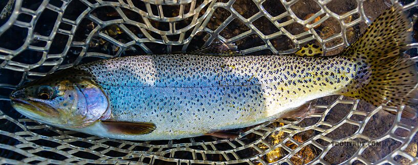  From the East Fork Big Lost River in Idaho.