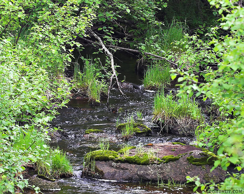  From the Marengo River in Wisconsin.