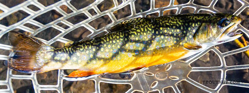  From the North Fork Big Lost River in Idaho.