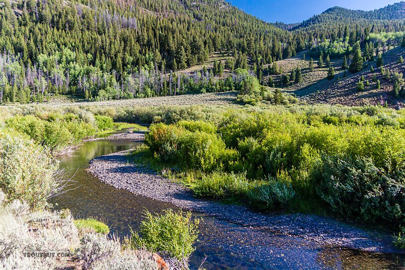  From the North Fork Big Lost River in Idaho.