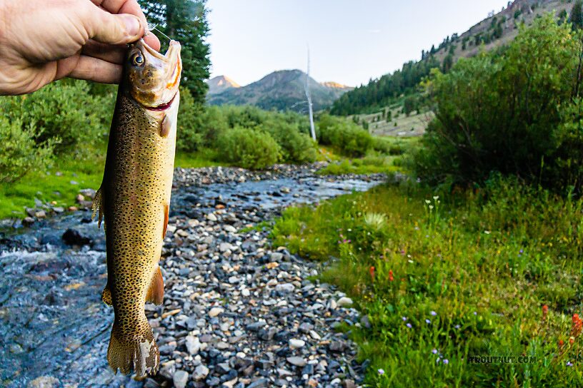  From Star Hope Creek in Idaho.