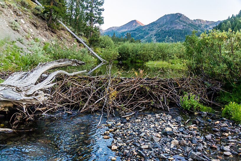  From Star Hope Creek in Idaho.