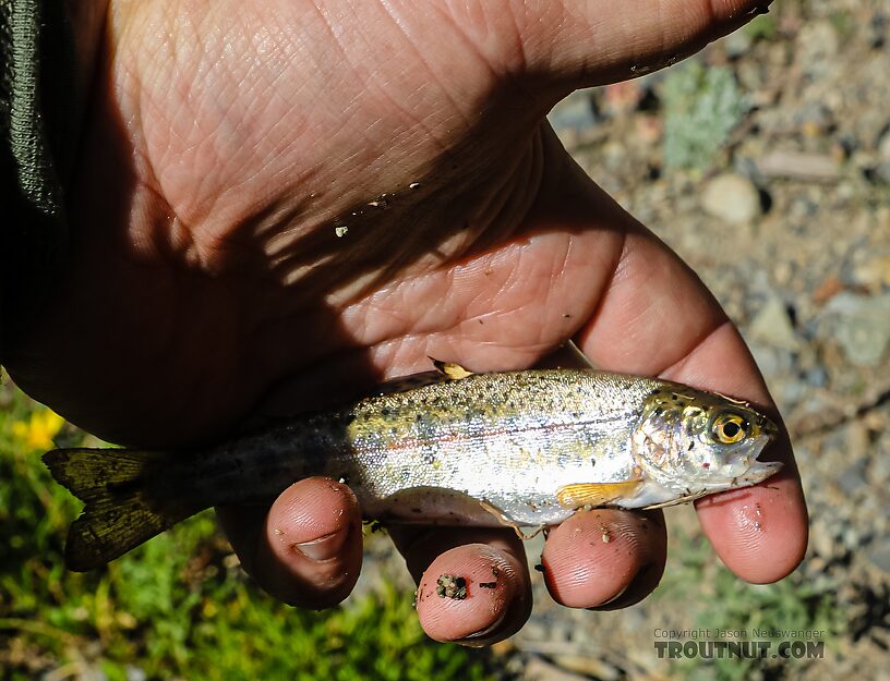  From Green Lake in Idaho.