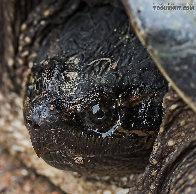 I found this big snapping turtle crossing the road next to the headwaters of a tiny brook trout stream I've never fished. From Road along Twentymile Creek in Wisconsin.