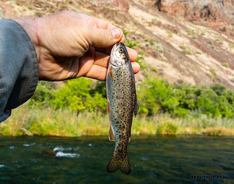 Fat little Owyhee rainbow. From the Owyhee River in Oregon.