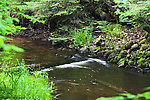  From Twentymile Creek in Wisconsin.