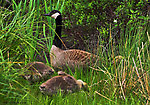 A canada goose looks over some large, downy goslings. From the Bois Brule River in Wisconsin.