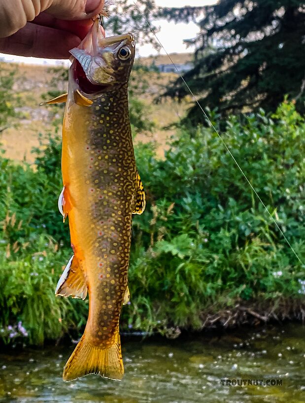  From Flat Creek in Wyoming.