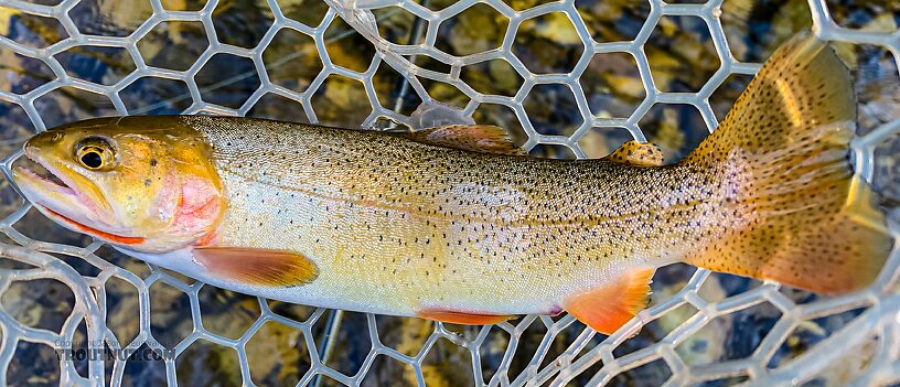  From Flat Creek in Wyoming.