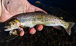 My first (and so far only) Colorado River Cutthroat From LaBarge Creek in Wyoming.