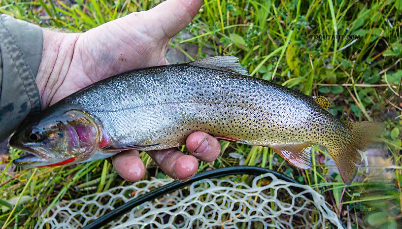  From the Greys River in Wyoming.