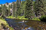  From the Greys River in Wyoming.