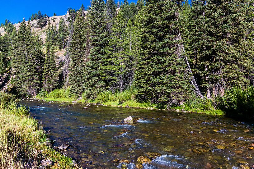  From the Greys River in Wyoming.