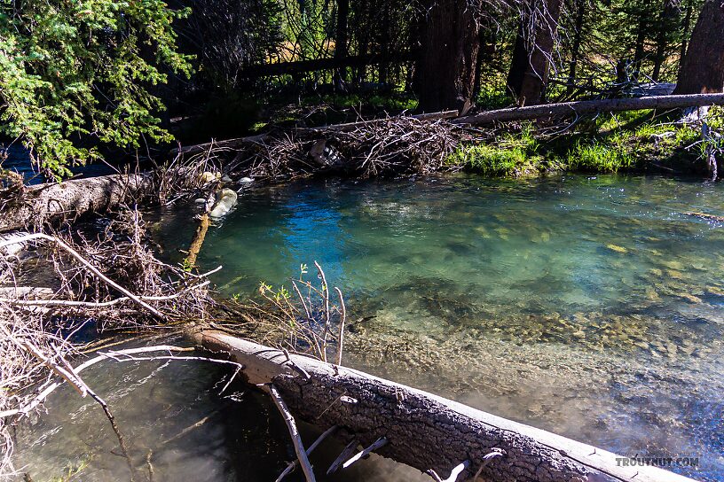 I could see a couple decent fish holding right where it looks like they should and any fly that approaches would be doomed to loss. From the Greys River in Wyoming.