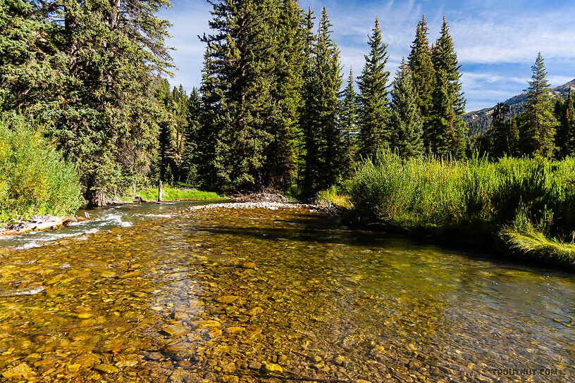  From the Greys River in Wyoming.