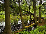 Cedar sweepers line the fertile spring creek headwaters of a famous trout stream. From the Bois Brule River in Wisconsin.