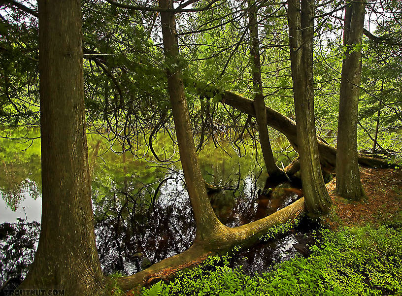 Cedar sweepers line the fertile spring creek headwaters of a famous trout stream. From the Bois Brule River in Wisconsin.