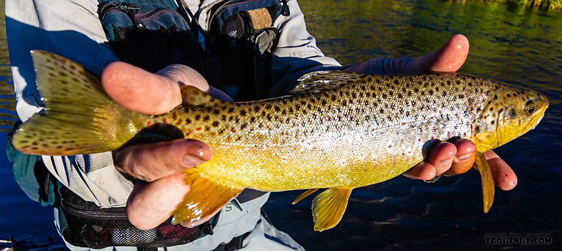 15.5 inch brown From the Mystery Creek # 274 in Wyoming.