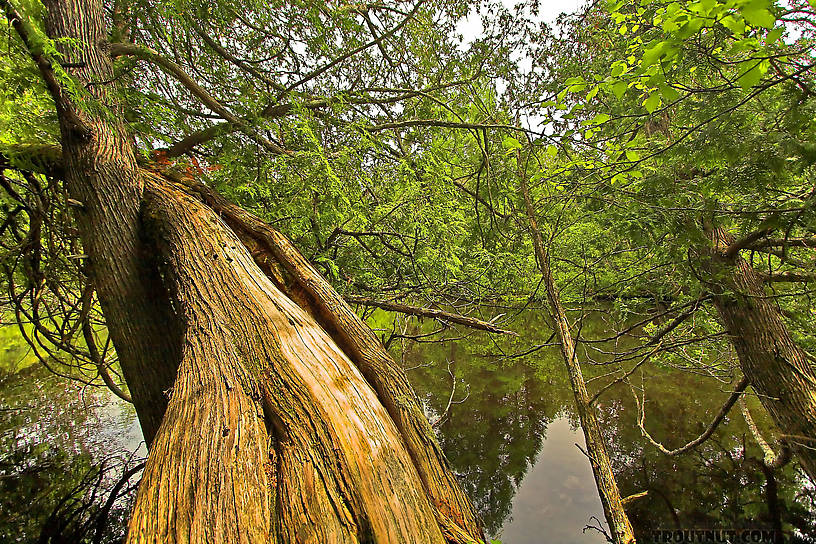 Gnarled cedars twist out over a nice trout stream. From the Bois Brule River in Wisconsin.