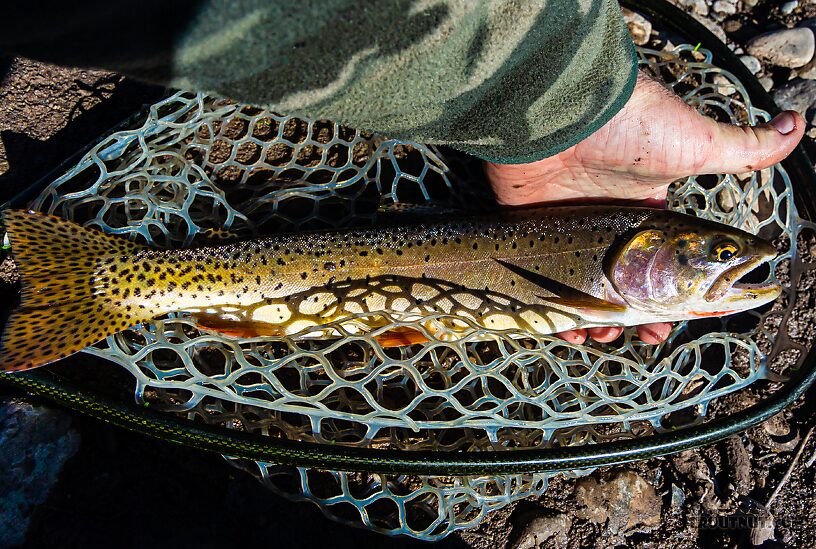 14.5 inch Bonneville Cutt. This surprise fish came from low, skinny water where most of the pools seemed devoid of fish, and most of the fish were 8" or less. From the Mystery Creek # 274 in Wyoming.