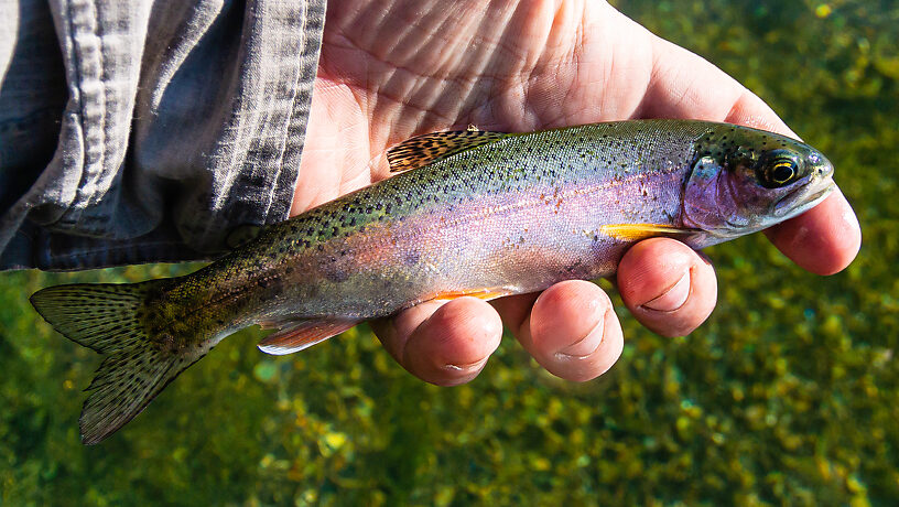  From Silver Creek in Idaho.