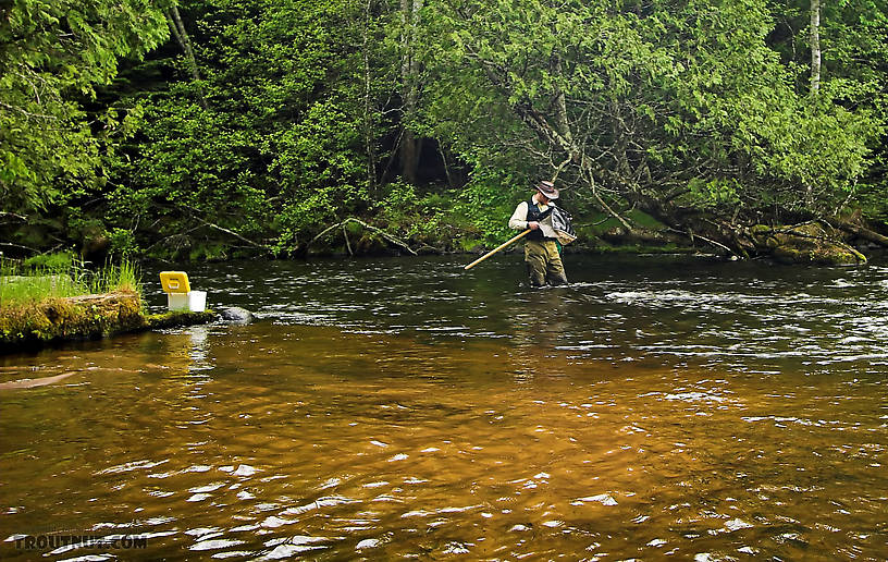 Here I'm looking through the sampling net for interesting nymphs, some of which ended up on this site. From the Bois Brule River in Wisconsin.