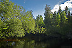  From the Bois Brule River in Wisconsin.