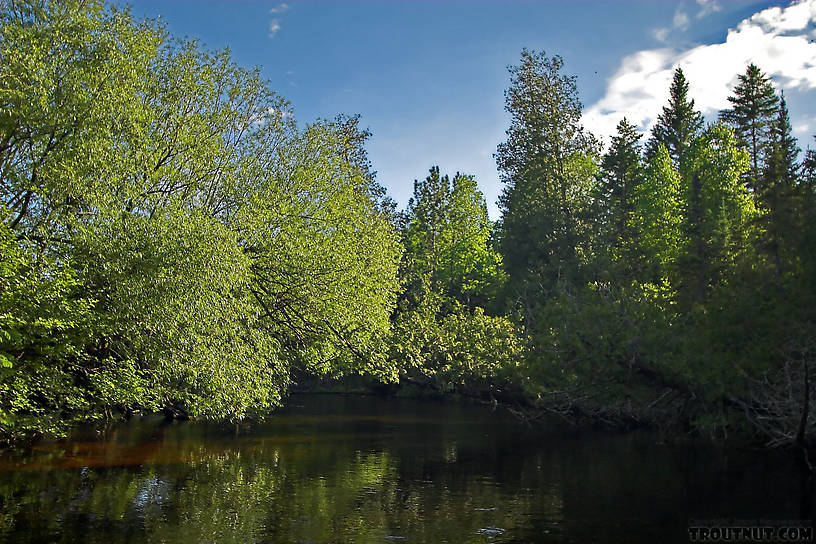  From the Bois Brule River in Wisconsin.