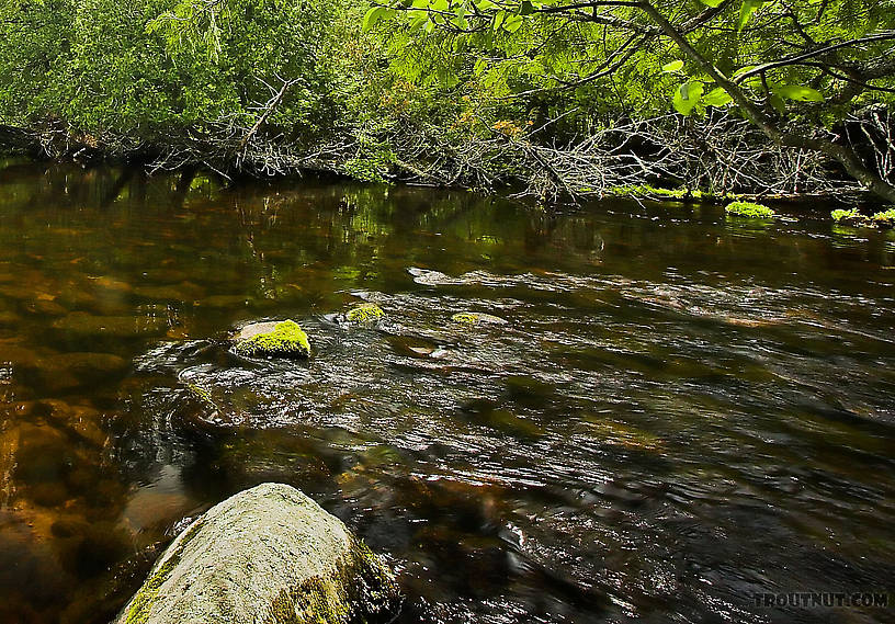 This tail end of a large glassy flat holds many nice rising trout most summer evenings, and it's extremely demanding of both stealth and fine casting. From the Bois Brule River in Wisconsin.