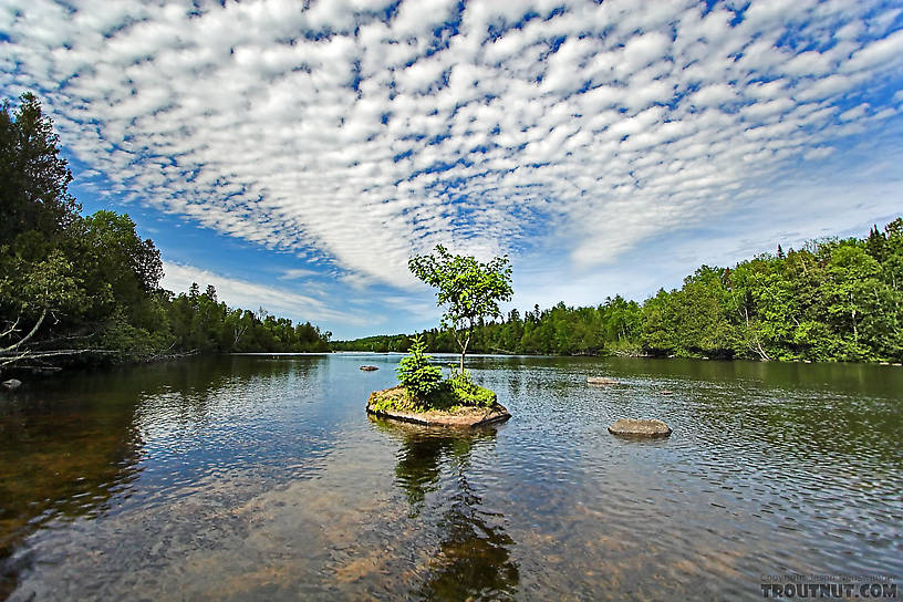 This looks like a normal lake at first, but it's actually a natural, shallow widening in the channel of a famous trout stream.  On clear days canoeists drift through and watch small trout and suckers swim beneath them.  Large brown trout lay hidden in the weeds, hard to catch during the day but a fun challenge for any angler willing to brave the mosquitoes. From the Bois Brule River in Wisconsin.