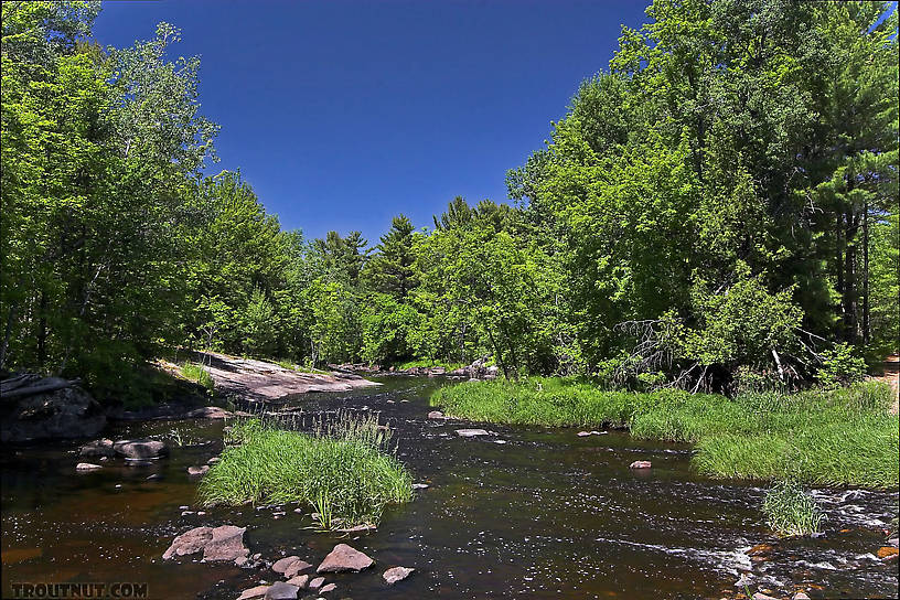 This pretty rapids is one of many channels of a large warmwater river. From the Chippewa River in Wisconsin.