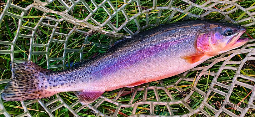 Twelve inch golden trout From Titcomb Basin in Wyoming.