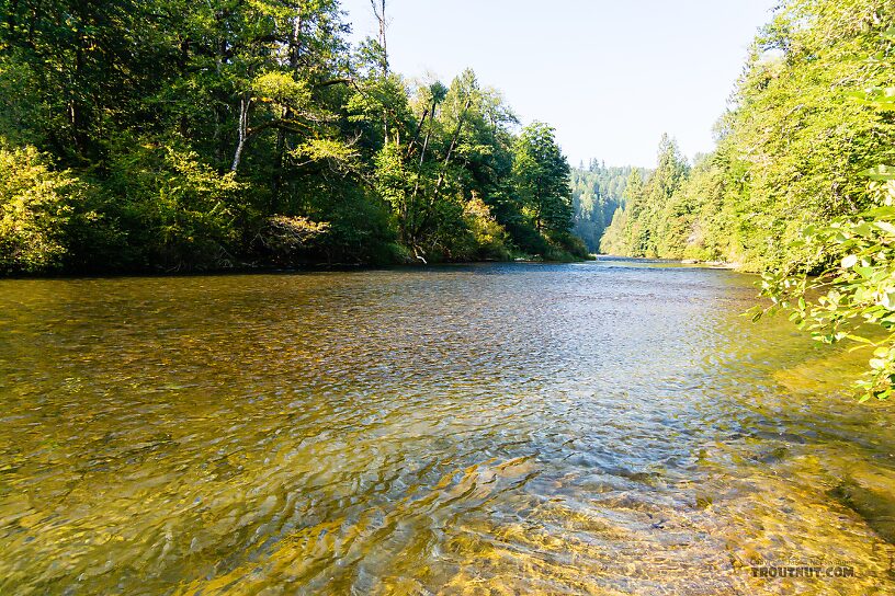  From the Green River in Washington.