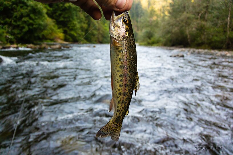  From the Green River in Washington.