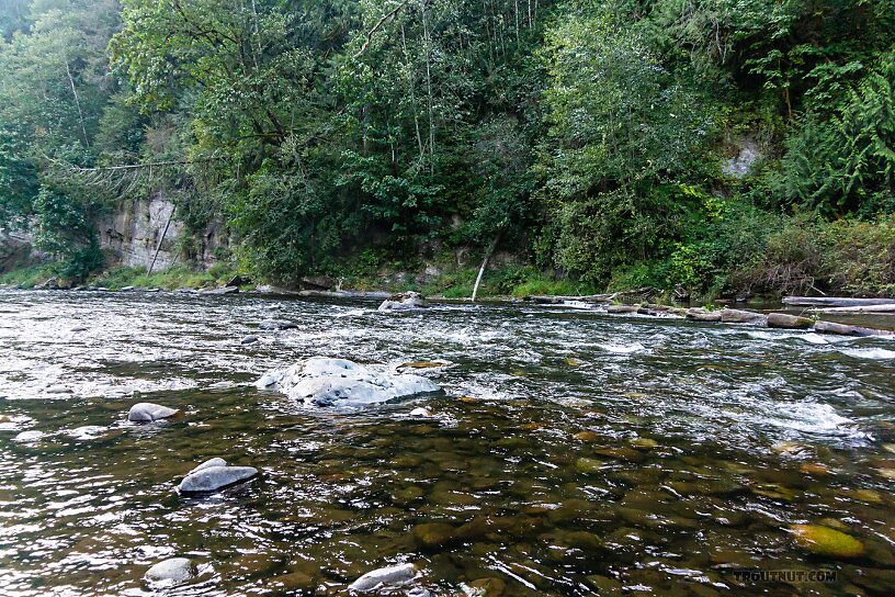  From the Green River in Washington.