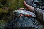  From the Foss River in Washington.