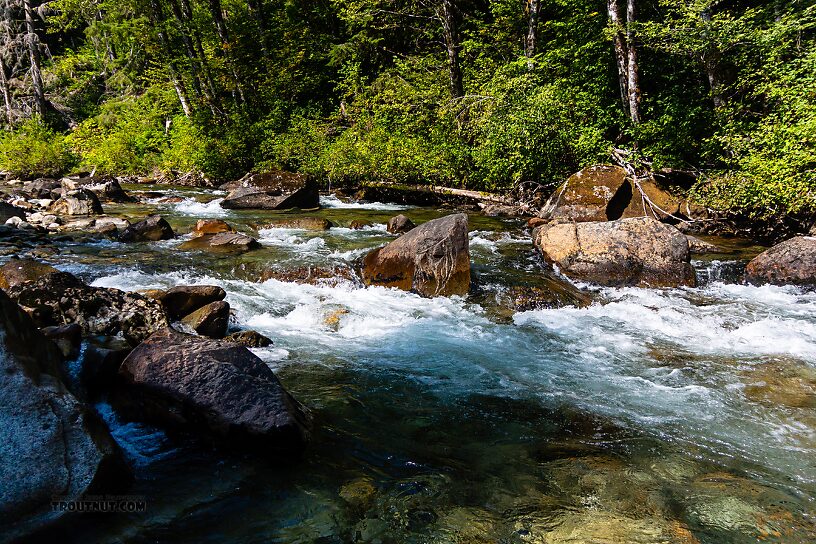  From the Foss River in Washington.