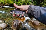  From the Foss River in Washington.