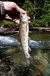  From the Foss River in Washington.