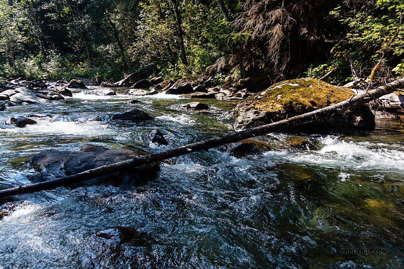  From the Foss River in Washington.