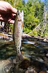  From the Foss River in Washington.